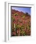 USA, Oregon, USA, Oregon. Hillside of Foxglove in Clatsop County-Steve Terrill-Framed Photographic Print