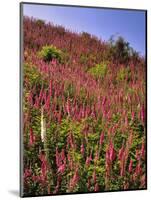 USA, Oregon, USA, Oregon. Hillside of Foxglove in Clatsop County-Steve Terrill-Mounted Photographic Print