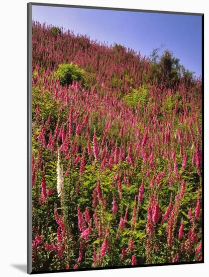 USA, Oregon, USA, Oregon. Hillside of Foxglove in Clatsop County-Steve Terrill-Mounted Photographic Print