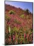 USA, Oregon, USA, Oregon. Hillside of Foxglove in Clatsop County-Steve Terrill-Mounted Photographic Print