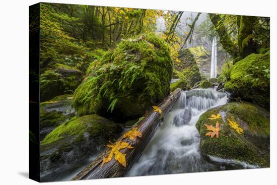 USA, Oregon. View from Below Elowah Falls on Mccord Creek in Autumn in the Columbia Gorge-Gary Luhm-Stretched Canvas