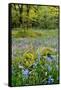 USA, Oregon, West Linn. Wildflowers in Camassia Natural Area-Steve Terrill-Framed Stretched Canvas