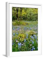 USA, Oregon, West Linn. Wildflowers in Camassia Natural Area-Steve Terrill-Framed Photographic Print