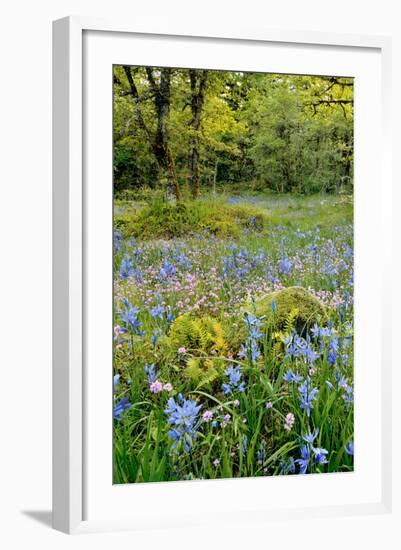 USA, Oregon, West Linn. Wildflowers in Camassia Natural Area-Steve Terrill-Framed Photographic Print