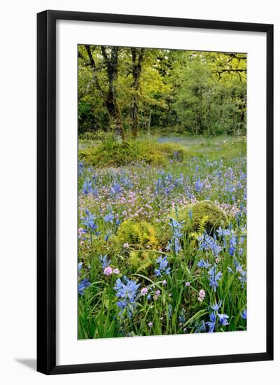 USA, Oregon, West Linn. Wildflowers in Camassia Natural Area-Steve Terrill-Framed Photographic Print