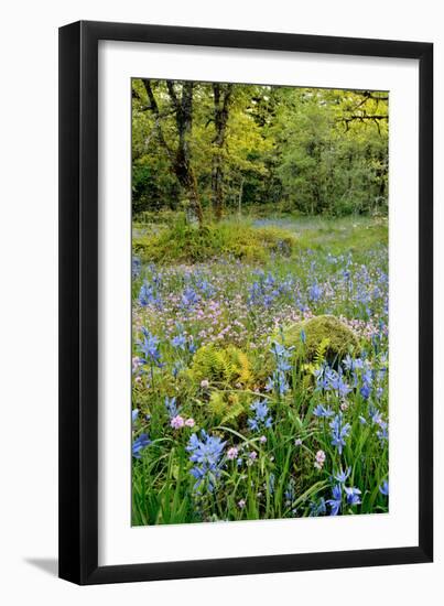 USA, Oregon, West Linn. Wildflowers in Camassia Natural Area-Steve Terrill-Framed Premium Photographic Print