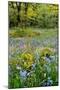 USA, Oregon, West Linn. Wildflowers in Camassia Natural Area-Steve Terrill-Mounted Premium Photographic Print