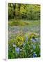 USA, Oregon, West Linn. Wildflowers in Camassia Natural Area-Steve Terrill-Framed Photographic Print