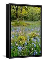 USA, Oregon, West Linn. Wildflowers in Camassia Natural Area-Steve Terrill-Framed Stretched Canvas