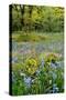 USA, Oregon, West Linn. Wildflowers in Camassia Natural Area-Steve Terrill-Stretched Canvas