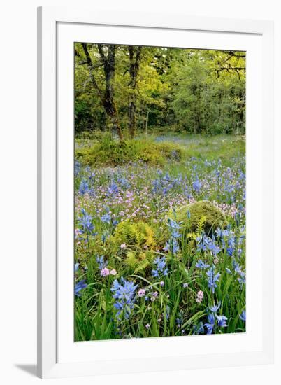 USA, Oregon, West Linn. Wildflowers in Camassia Natural Area-Steve Terrill-Framed Photographic Print