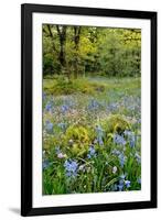 USA, Oregon, West Linn. Wildflowers in Camassia Natural Area-Steve Terrill-Framed Photographic Print