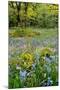 USA, Oregon, West Linn. Wildflowers in Camassia Natural Area-Steve Terrill-Mounted Photographic Print