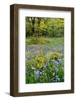 USA, Oregon, West Linn. Wildflowers in Camassia Natural Area-Steve Terrill-Framed Photographic Print