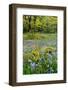 USA, Oregon, West Linn. Wildflowers in Camassia Natural Area-Steve Terrill-Framed Photographic Print