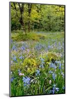 USA, Oregon, West Linn. Wildflowers in Camassia Natural Area-Steve Terrill-Mounted Photographic Print