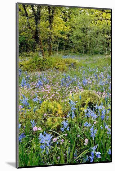 USA, Oregon, West Linn. Wildflowers in Camassia Natural Area-Steve Terrill-Mounted Photographic Print