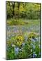 USA, Oregon, West Linn. Wildflowers in Camassia Natural Area-Steve Terrill-Mounted Photographic Print