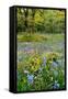 USA, Oregon, West Linn. Wildflowers in Camassia Natural Area-Steve Terrill-Framed Stretched Canvas