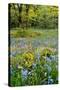 USA, Oregon, West Linn. Wildflowers in Camassia Natural Area-Steve Terrill-Stretched Canvas