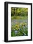 USA, Oregon, West Linn. Wildflowers in Camassia Natural Area-Steve Terrill-Framed Premium Photographic Print
