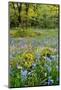 USA, Oregon, West Linn. Wildflowers in Camassia Natural Area-Steve Terrill-Mounted Premium Photographic Print