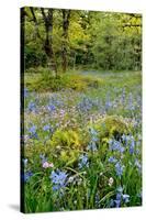 USA, Oregon, West Linn. Wildflowers in Camassia Natural Area-Steve Terrill-Stretched Canvas