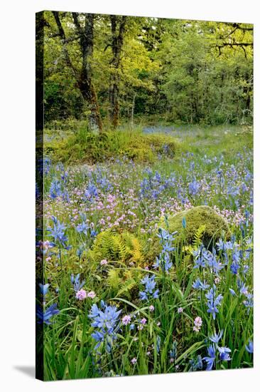 USA, Oregon, West Linn. Wildflowers in Camassia Natural Area-Steve Terrill-Stretched Canvas