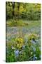 USA, Oregon, West Linn. Wildflowers in Camassia Natural Area-Steve Terrill-Stretched Canvas