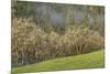 USA, Oregon, Whistler's Bend County Park. Forest.-Jaynes Gallery-Mounted Photographic Print