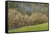 USA, Oregon, Whistler's Bend County Park. Forest.-Jaynes Gallery-Framed Stretched Canvas