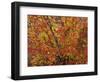 USA, Oregon, Willamette National Forest. Fall colored vine maple, Upper McKenzie River Valley.-John Barger-Framed Photographic Print