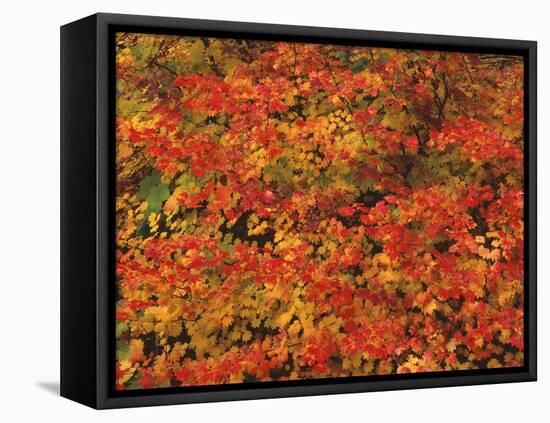 USA, Oregon, Willamette National Forest. Fall colored vine maple, Upper McKenzie River Valley.-John Barger-Framed Stretched Canvas