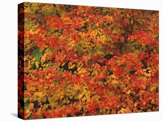 USA, Oregon, Willamette National Forest. Fall colored vine maple, Upper McKenzie River Valley.-John Barger-Stretched Canvas