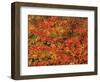 USA, Oregon, Willamette National Forest. Fall colored vine maple, Upper McKenzie River Valley.-John Barger-Framed Photographic Print