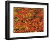 USA, Oregon, Willamette National Forest. Fall colored vine maple, Upper McKenzie River Valley.-John Barger-Framed Photographic Print