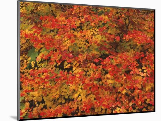 USA, Oregon, Willamette National Forest. Fall colored vine maple, Upper McKenzie River Valley.-John Barger-Mounted Photographic Print