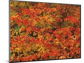 USA, Oregon, Willamette National Forest. Fall colored vine maple, Upper McKenzie River Valley.-John Barger-Mounted Photographic Print
