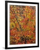 USA, Oregon, Willamette National Forest. Fall colored vine maple, Upper McKenzie River Valley.-John Barger-Framed Photographic Print