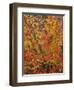 USA, Oregon, Willamette National Forest. Fall colored vine maple, Upper McKenzie River Valley.-John Barger-Framed Photographic Print