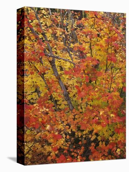 USA, Oregon, Willamette National Forest. Fall colored vine maple, Upper McKenzie River Valley.-John Barger-Stretched Canvas