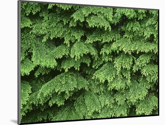 USA, Oregon, Willamette National Forest. New spring growth of western hemlock trees.-John Barger-Mounted Photographic Print