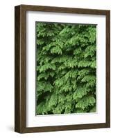 USA, Oregon, Willamette National Forest. New spring growth of western hemlock trees.-John Barger-Framed Photographic Print