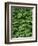 USA, Oregon, Willamette National Forest. New spring growth of western hemlock trees.-John Barger-Framed Photographic Print