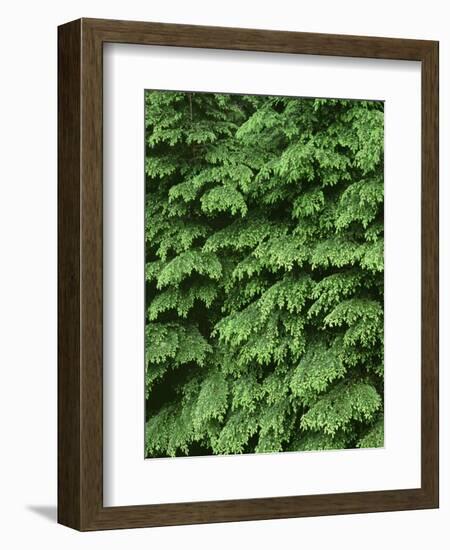 USA, Oregon, Willamette National Forest. New spring growth of western hemlock trees.-John Barger-Framed Photographic Print