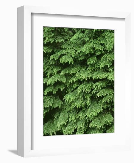 USA, Oregon, Willamette National Forest. New spring growth of western hemlock trees.-John Barger-Framed Photographic Print