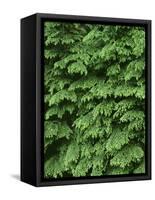 USA, Oregon, Willamette National Forest. New spring growth of western hemlock trees.-John Barger-Framed Stretched Canvas