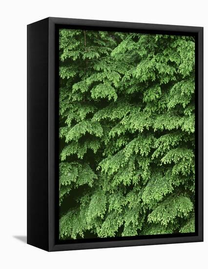 USA, Oregon, Willamette National Forest. New spring growth of western hemlock trees.-John Barger-Framed Stretched Canvas