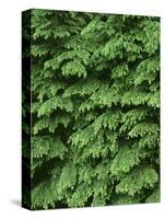 USA, Oregon, Willamette National Forest. New spring growth of western hemlock trees.-John Barger-Stretched Canvas