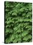 USA, Oregon, Willamette National Forest. New spring growth of western hemlock trees.-John Barger-Stretched Canvas